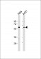 Beclin 1 Antibody