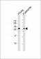 RGS19 Antibody (S24)