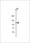 GPR115 Antibody (C-term)