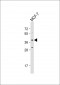 OR4X1 Antibody (N-term)