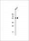 PTEN Antibody (Center S385)