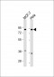 FRS2 Antibody (Center)