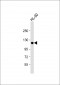 Leo1-S151 Antibody (N-term)