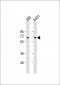 EIF3L Antibody (N-term)