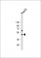 BMP9 (GDF2) Antibody (N-term)