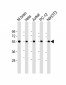 beta II Tubulin Antibody