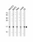 COXIV Antibody