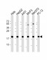 Cyclophilin B Antibody