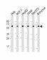 Hsp60 Antibody