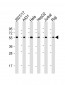 alpha Tubulin Antibody