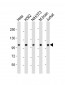 DNM2 Antibody (N-Term)