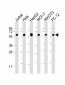 Hsp60 Antibody