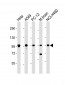 PCSK1 Antibody (C-Term)