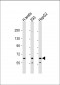 Klotho Antibody (C-term)