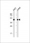 AP2848a-EBP1-Antibody-Center