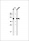 EBP1 Antibody (Center)