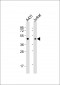 EBP1 Antibody (C-term)