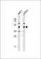 PA2G4 Antibody (Center R243)