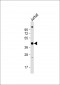 PSMD13 Antibody (C-term)