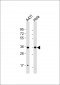 CDK7 Antibody (Center)