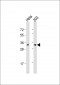 PHB2 Antibody (Y128)