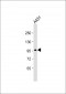 ERK3 Antibody (C-term)