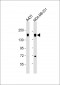 EGFR Antibody (Y869)