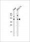 MAP2K2 Antibody (S222)