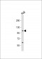 MAP4K1 Antibody (S368)