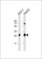 DCI Antibody (C-term)