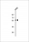 ICB1 Antibody (C-term)