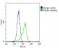 PIN1 Antibody