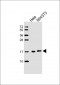 PIN1 Antibody