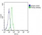 USP14 Antibody (N-term)