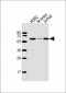 USP14 Antibody (N-term)