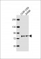 MYB Antibody (Center)