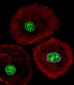 HNRPAB Antibody (N-term)