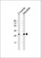 DANRE hoxc9a Antibody (C-term)