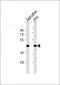 DANRE actba Antibody (Center)