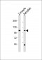 DANRE heg Antibody (C-term)