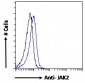 Goat Anti-JAK2 Antibody (C Terminus)