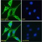 Goat Anti-AIFM1 Antibody (internal region)