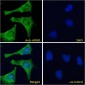 Goat Anti-AIFM1 Antibody (internal region)