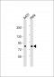 EIF4B  Antibody