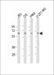 YY1 Antibody