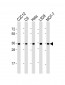 PCNA Antibody (C-term)