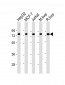 HSPA5 Antibody