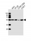 P53 Antibody