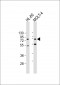 CBFA2T3 Antibody