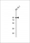 SSH3 Antibody (C-term)